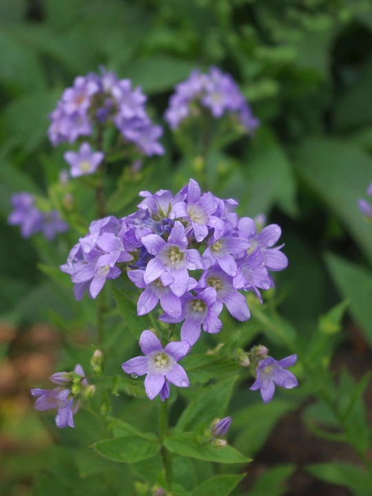 Campanula lactiflora 'Prichard's Variety'