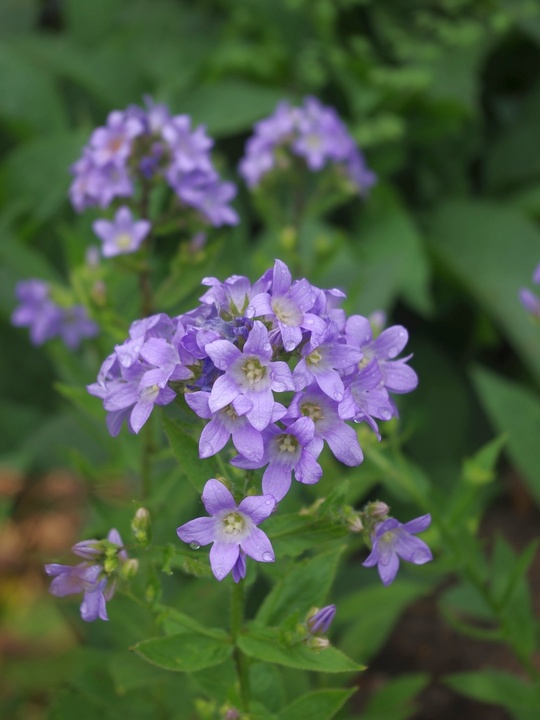 Campanula lactiflora 'Prichard's Variety'