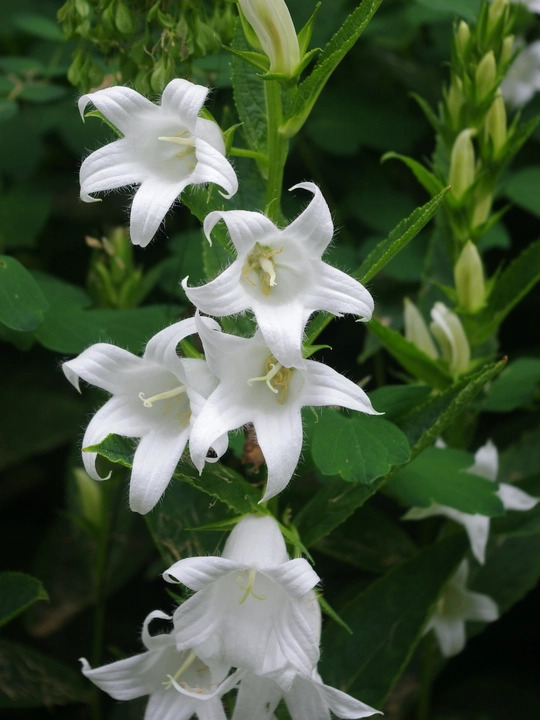 Campanula latifolia var. macrantha  'Alba'