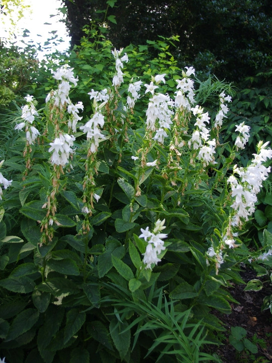 Campanula latifolia var. macrantha  'Alba'