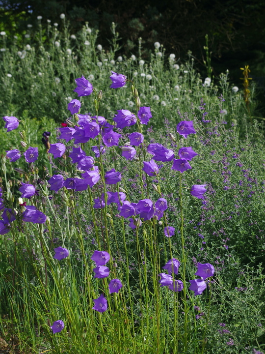 Campanula persicifolia