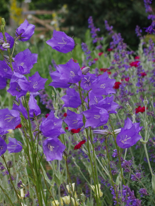 Campanula persicifolia