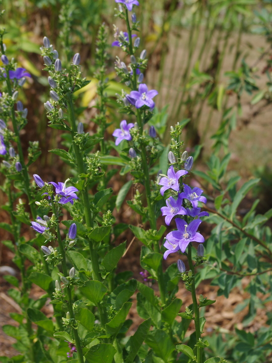 Campanula pyramidalis