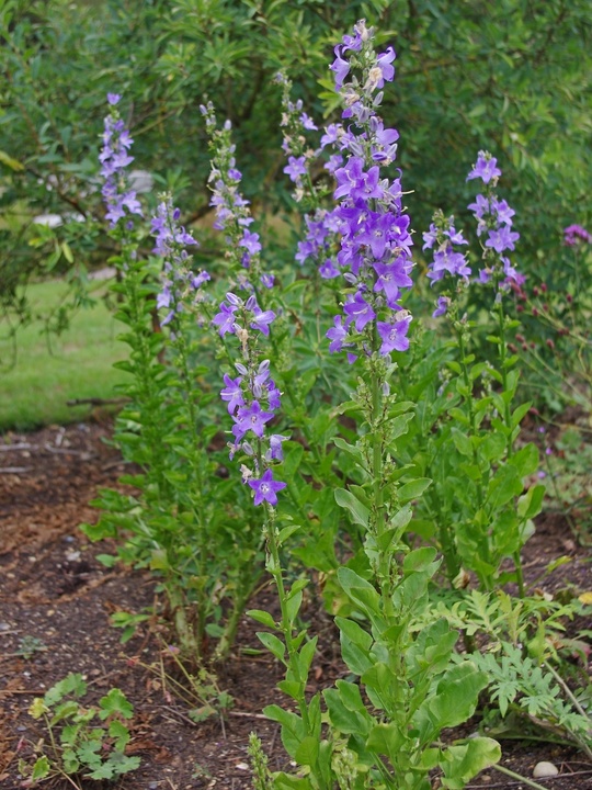 Campanula pyramidalis