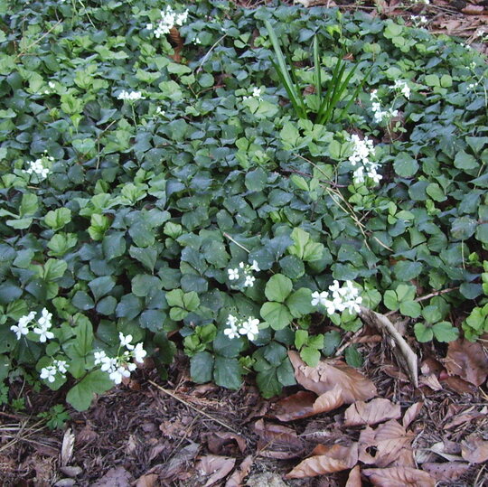 For Shade | Cardamine Trifolia - The Beth Chatto Gardens