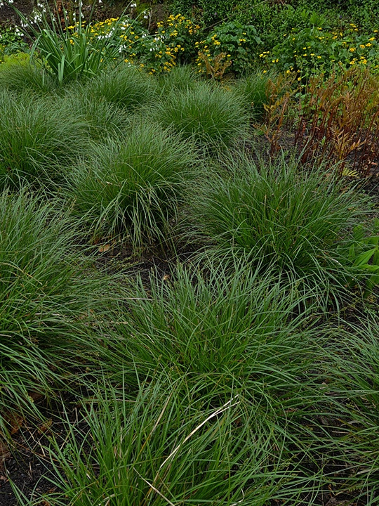 Carex divulsa