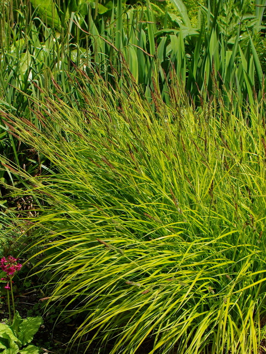 Carex elata 'Aurea'