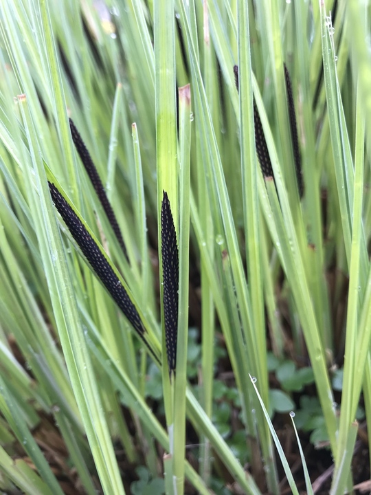 Carex elata 'Aurea'