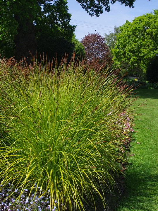 Carex elata 'Aurea'