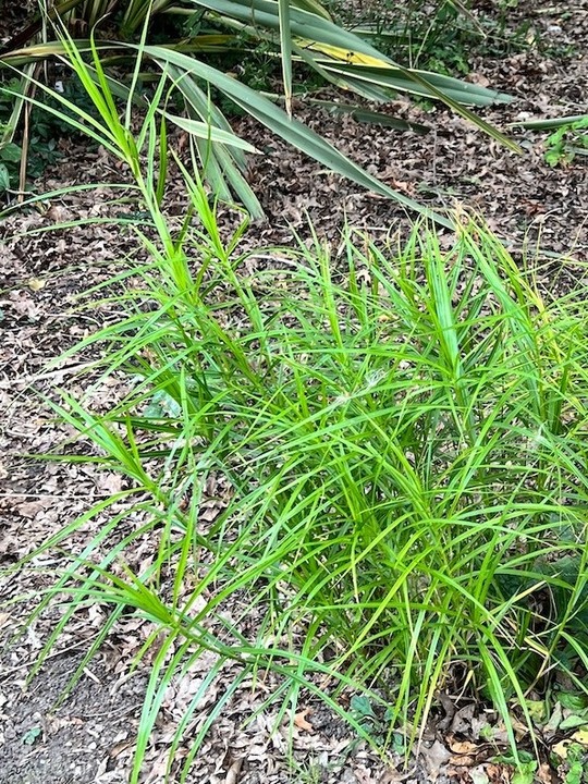Carex muskingumensis