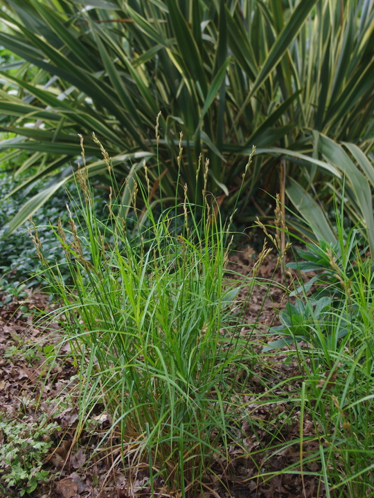 Carex muskingumensis