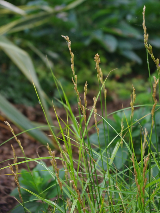 Carex muskingumensis