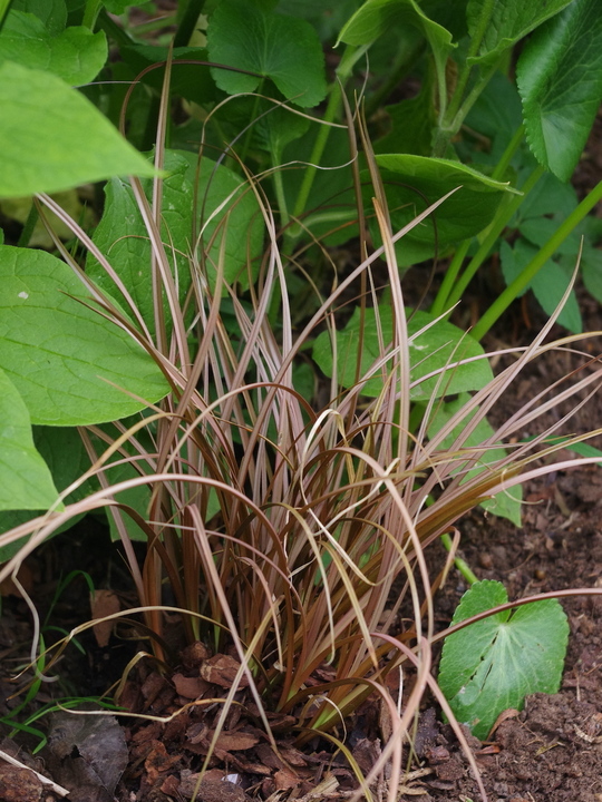 Carex petriei