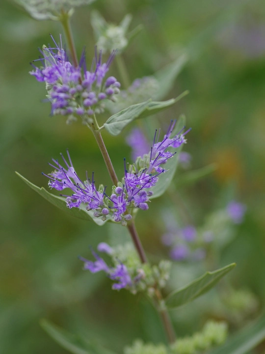 Caryopteris x clandonensis 'Heavenly Blue'