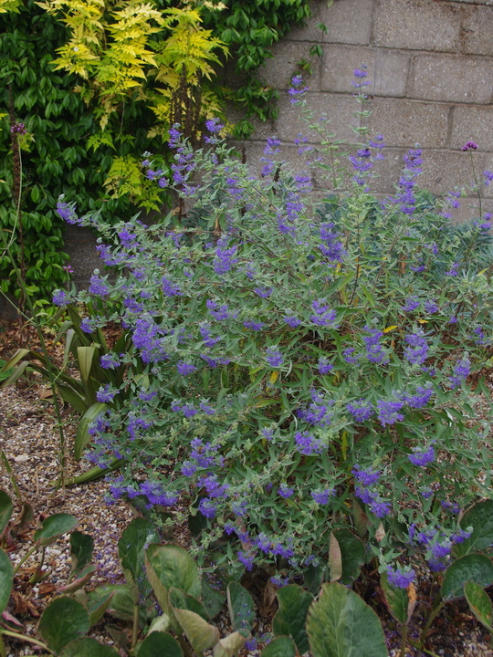 Caryopteris x clandonensis 'Heavenly Blue'