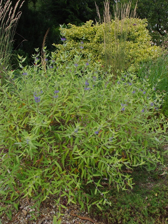 Caryopteris x clandonensis 'Worcester Gold'