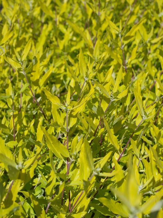 Caryopteris x clandonensis 'Worcester Gold'