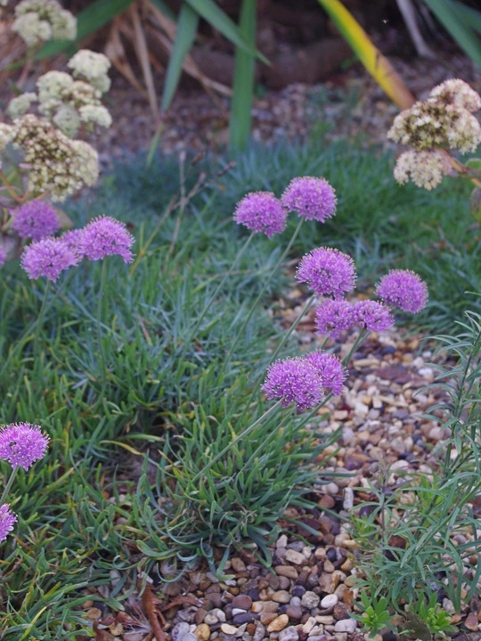 Allium senescens subsp. glaucum
