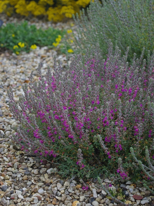 Teucrium marum