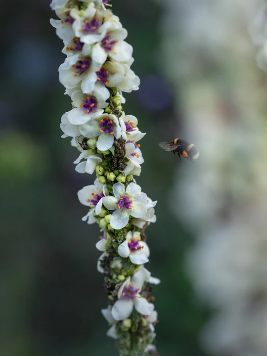 Verbascum chaixii