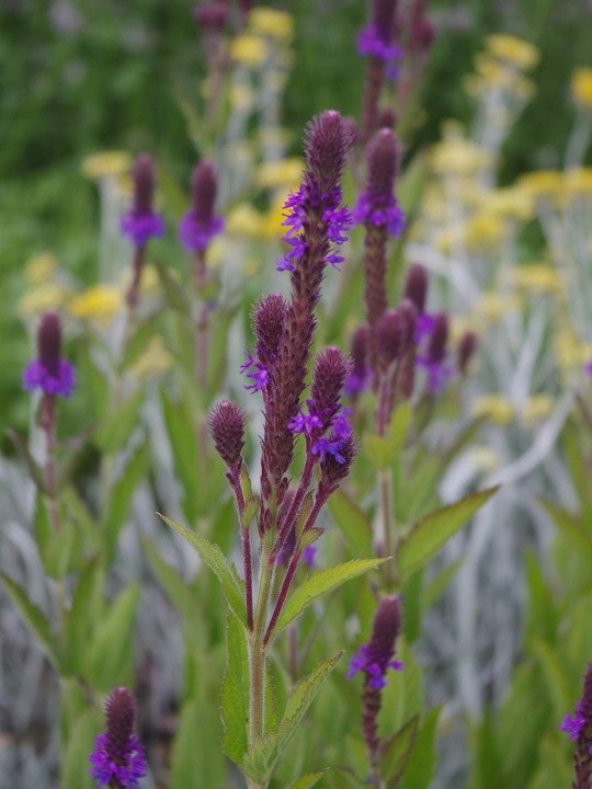 Verbena macdougalii
