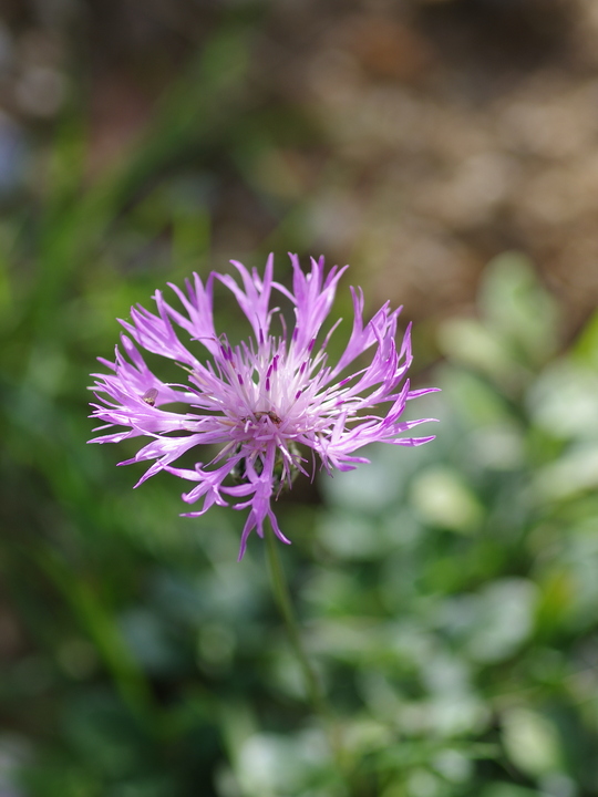 Centaurea bella