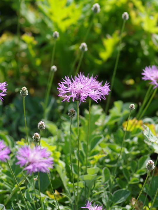 Centaurea bella