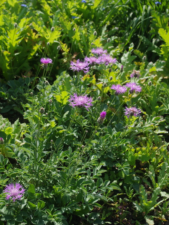 Centaurea bella