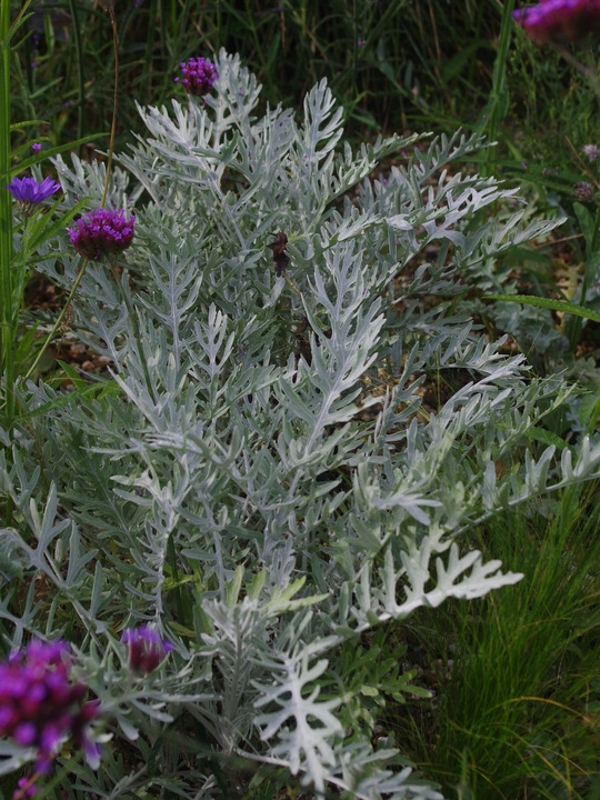 Centaurea 'Silver Feather'