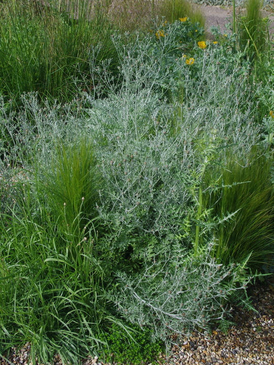 Centaurea 'Silver Feather'