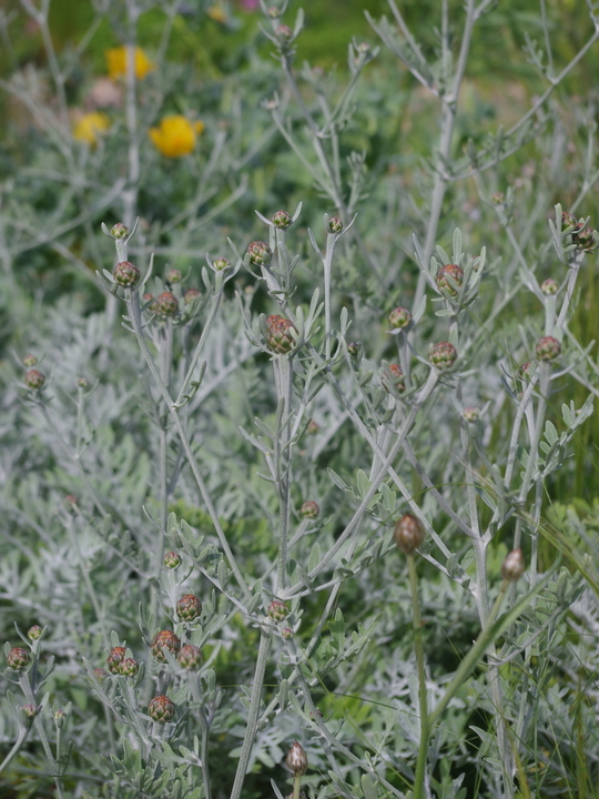 Centaurea 'Silver Feather'
