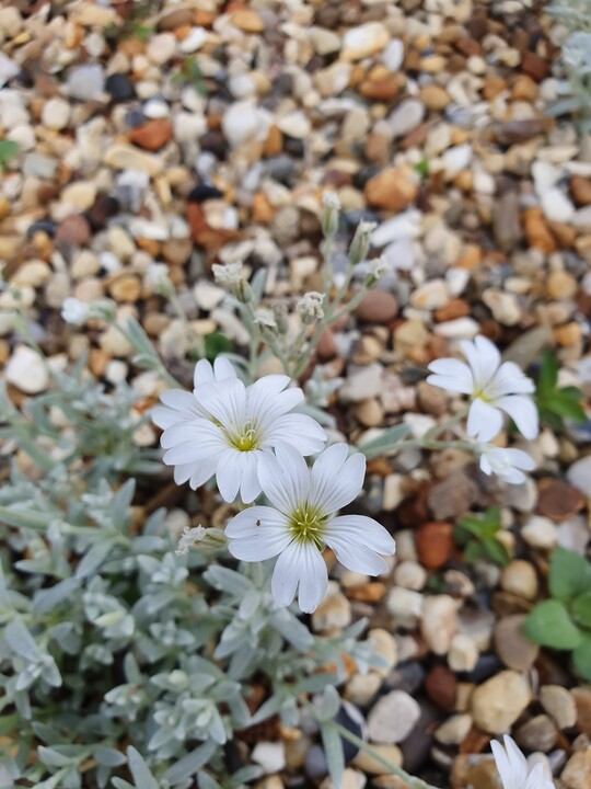 Cerastium tomentosum var. columnae