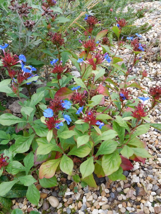 Ceratostigma plumbaginoides