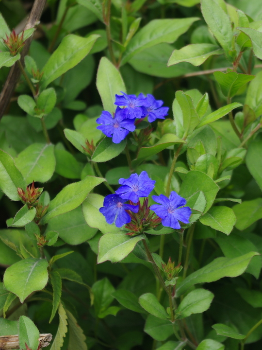 Ceratostigma plumbaginoides