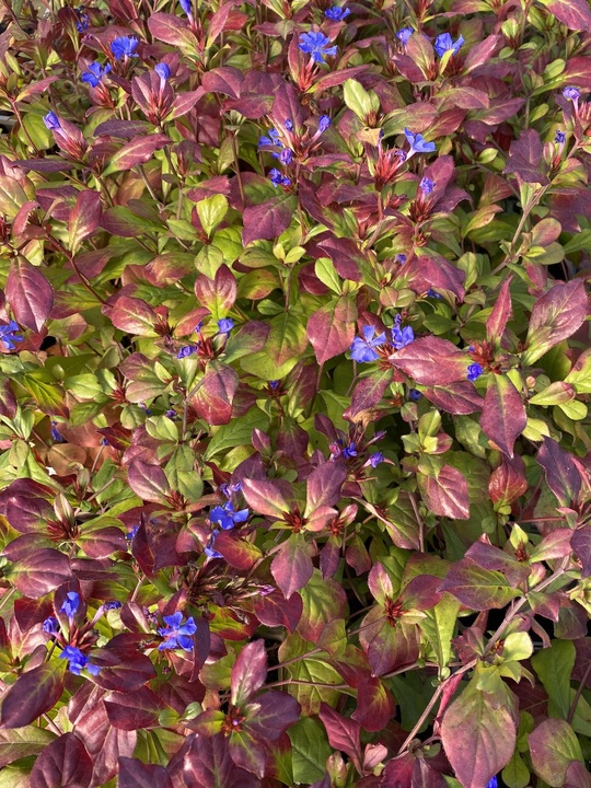 Ceratostigma plumbaginoides