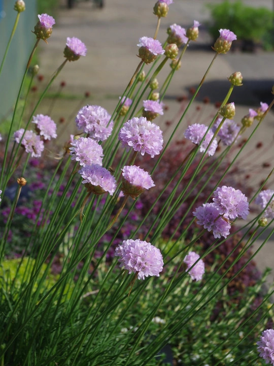 Armeria pungens
