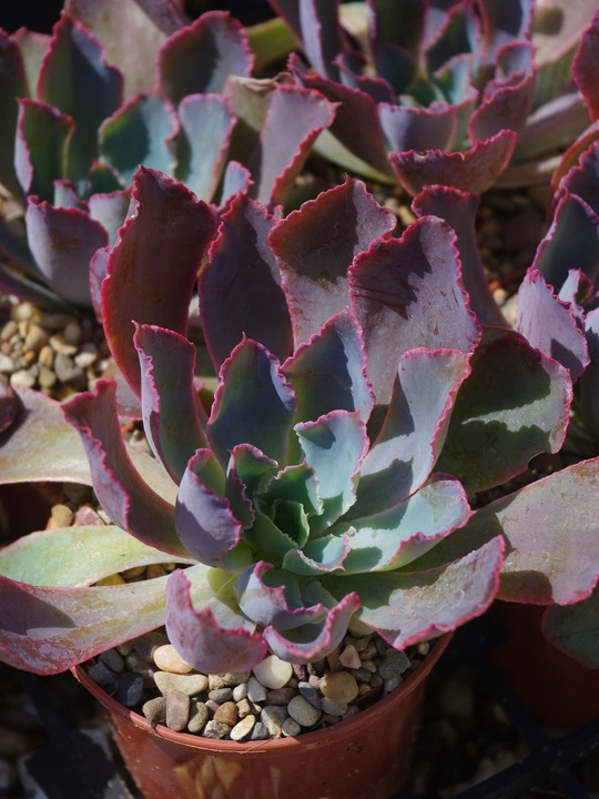 Echeveria shaviana 'Pink Frills'