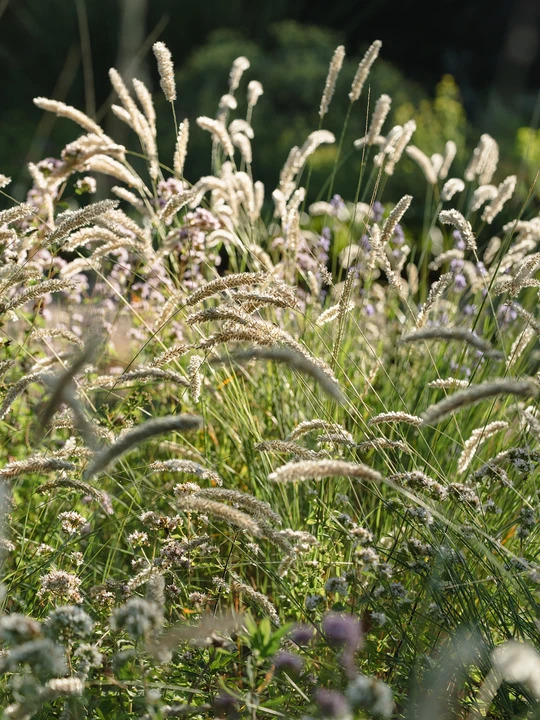 Melica ciliata