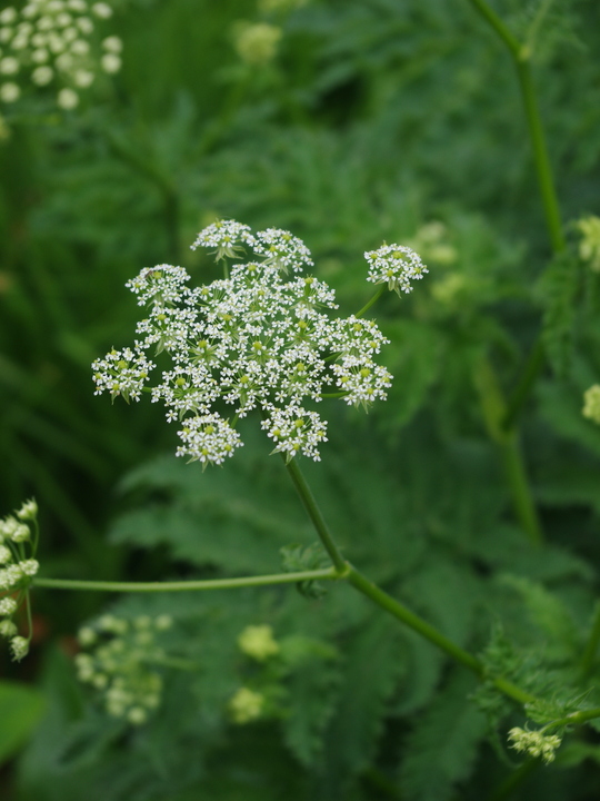 Chaerophyllum azoricum