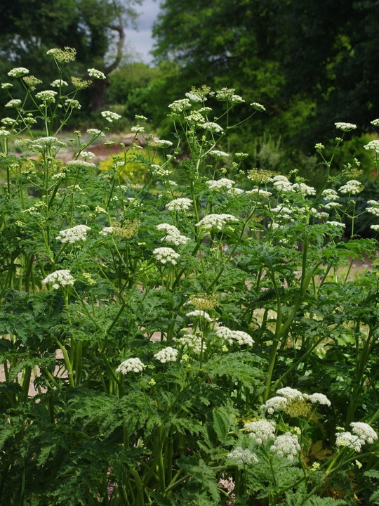 Chaerophyllum azoricum