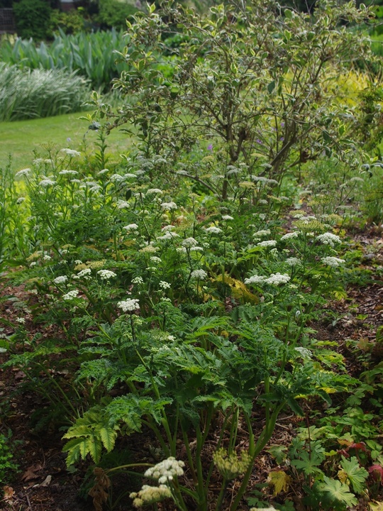 Chaerophyllum azoricum