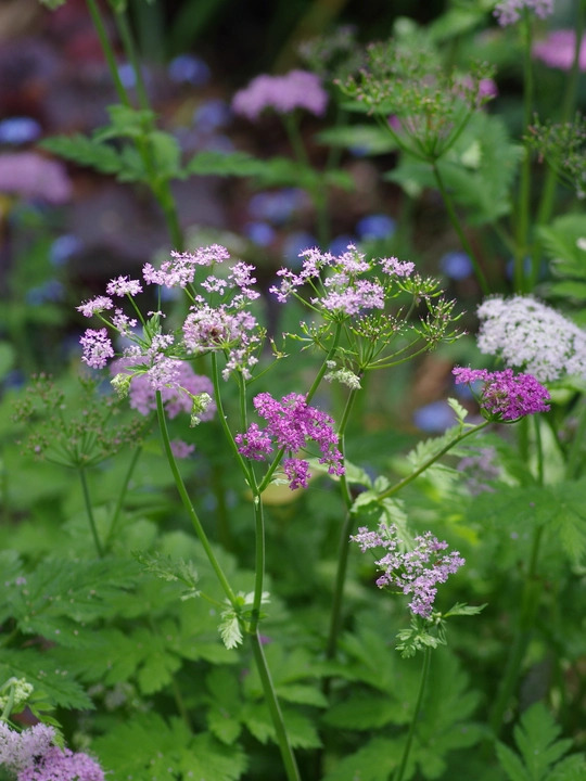 Chaerophyllum hirsutum 'Roseum'