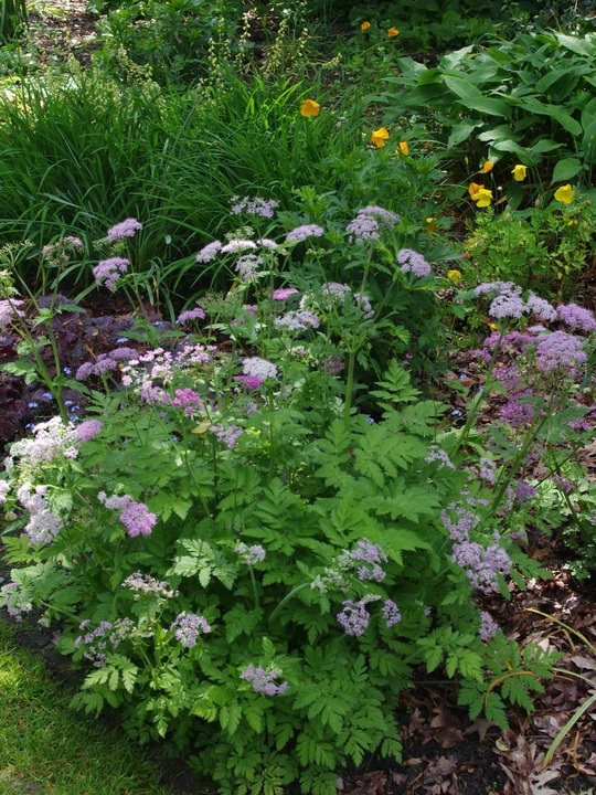 Chaerophyllum hirsutum 'Roseum'