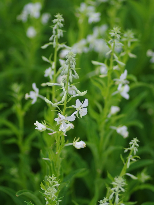 Epilobium canum 'Albiflorum'