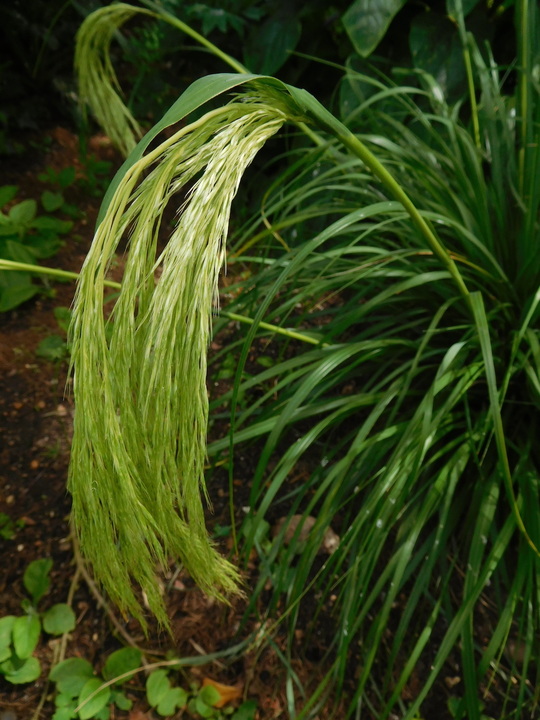 Chionochloa flavicans