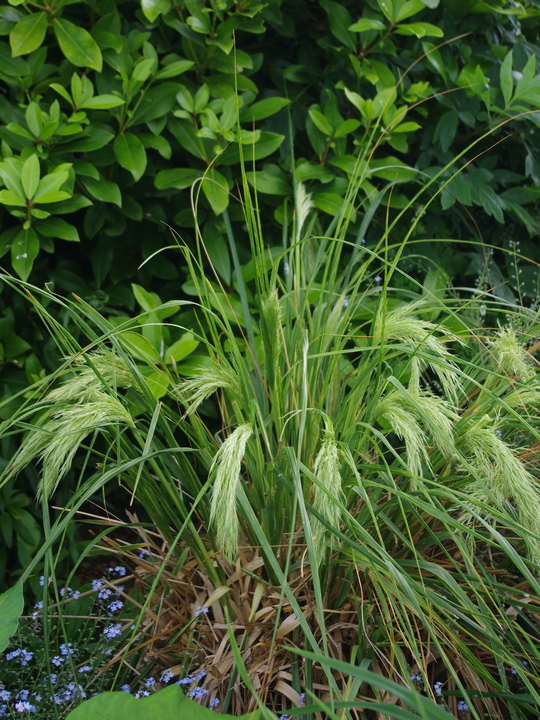 Chionochloa flavicans