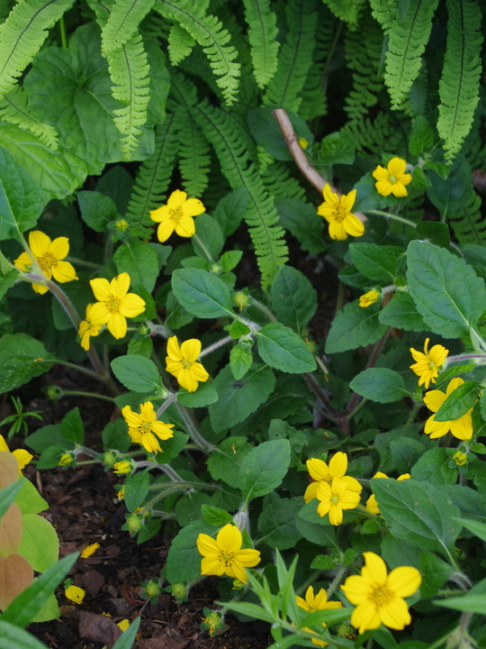 Chrysogonum virginianum var. australe 'Andre Viette'