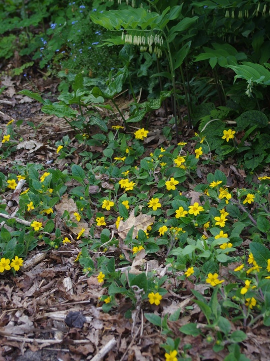 Chrysogonum virginianum var. australe 'Andre Viette'