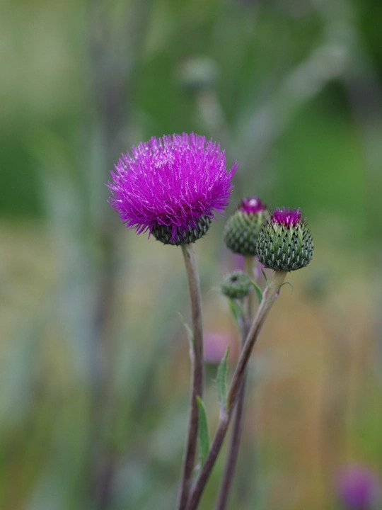 Cirsium tuberosum silver form 