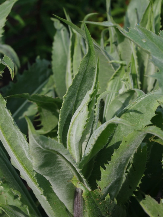 Cirsium tuberosum silver form 